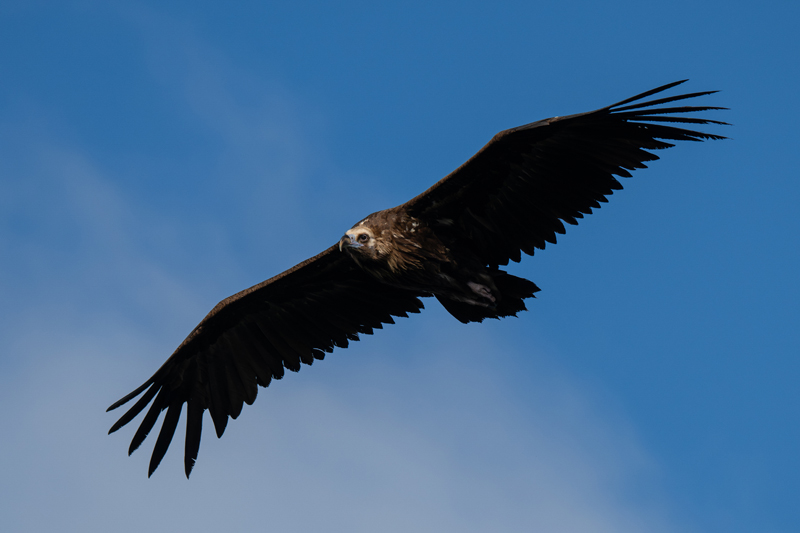 Black vulture