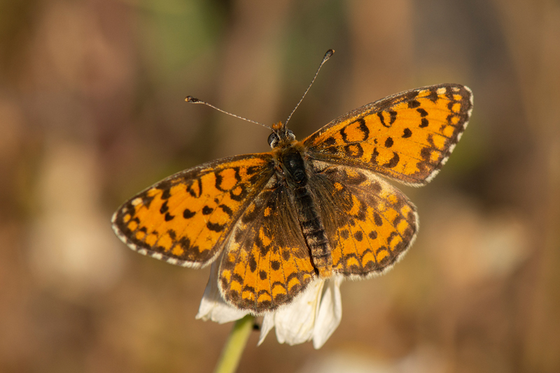 Lesser spotted fritillary