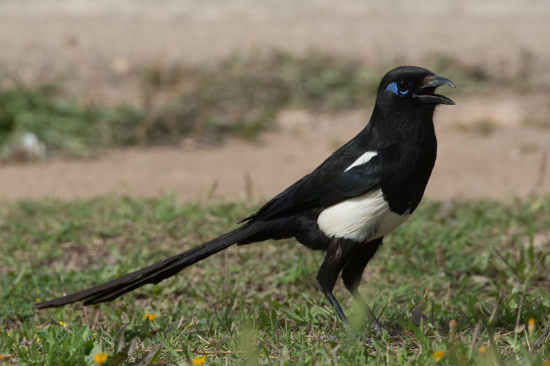 Moroccan magpie