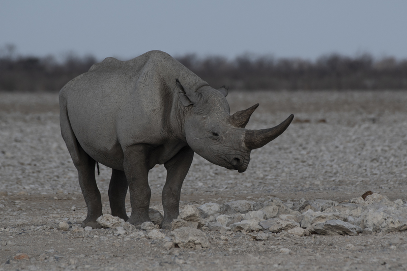 Black Rhinoceros
