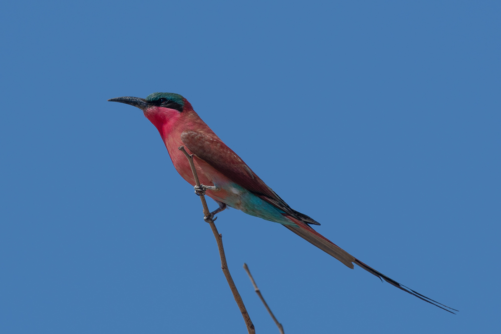 Southern carmine bee-eater