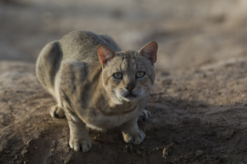 African wild cat