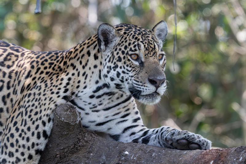 Jaguar