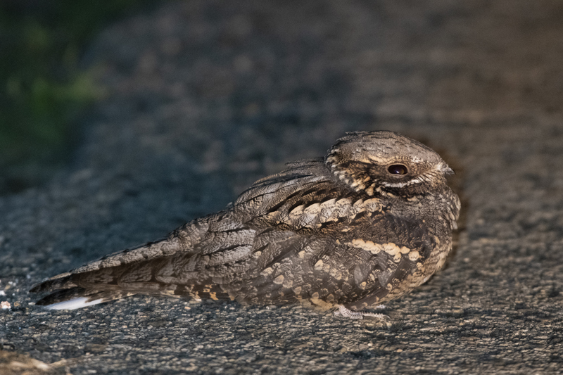Eurasian nightjar