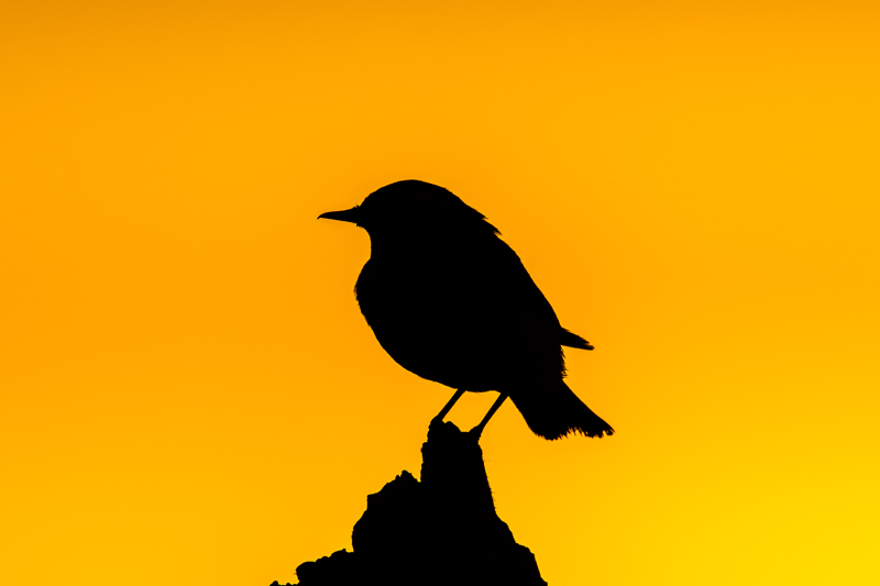 Desert wheatear