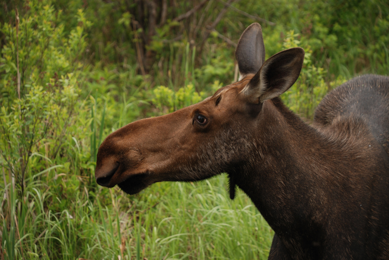 Moose