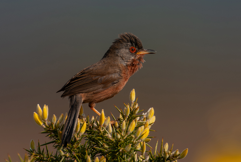 Dartford warbler