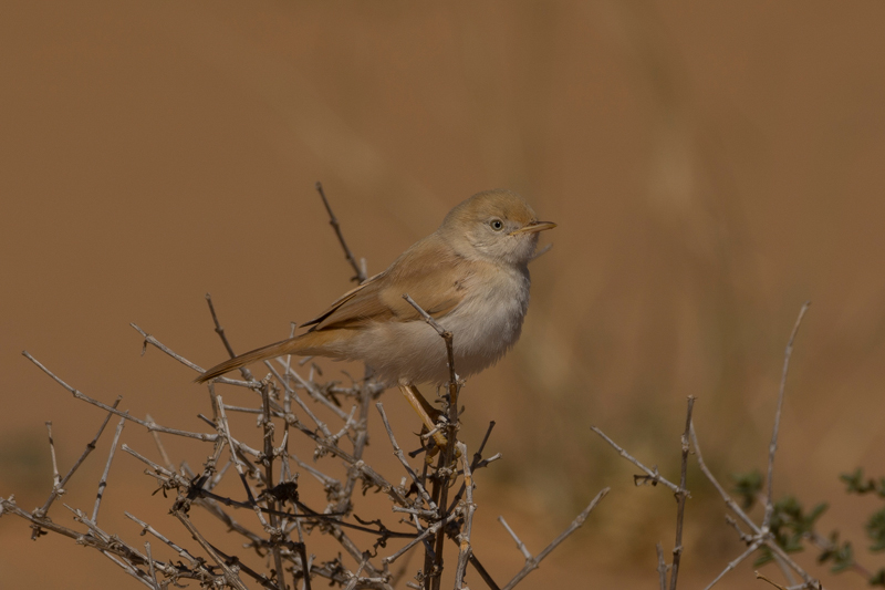 African desert warbler