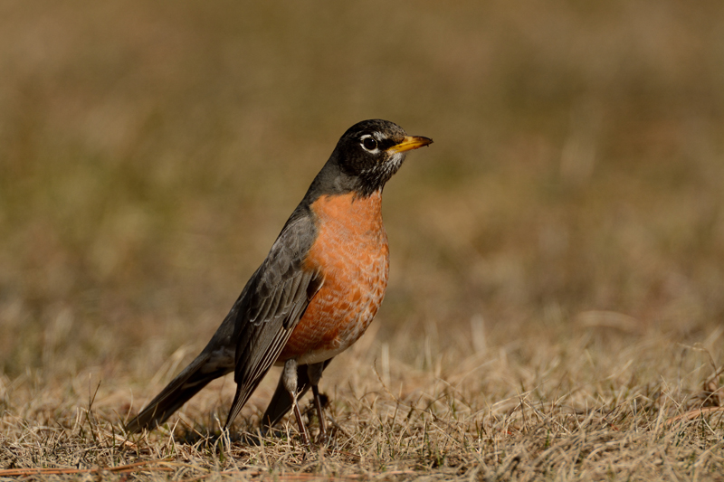 American robin
