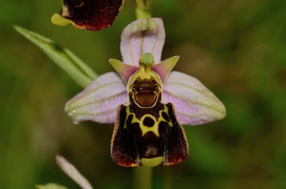 Late spider orchid