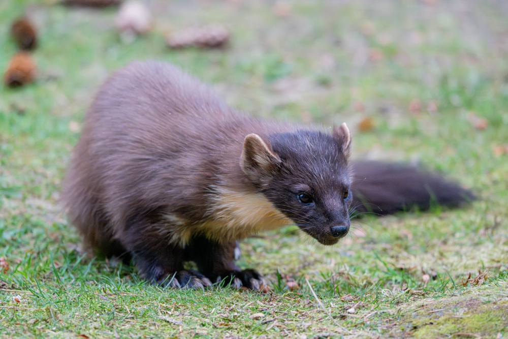 Pine marten